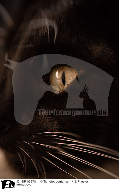 tomcat eye / NP-03278
