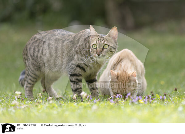 cats / SI-02326