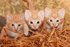 3 kitten