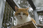 house cat in animal sanctuary