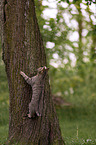 climbing cat