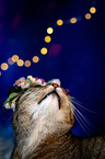 Cat with flower wreath on head