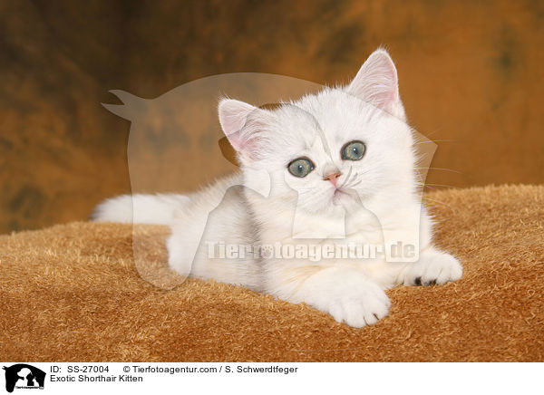 Exotic Shorthair Kitten / SS-27004