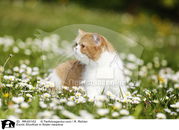 Exotic Shorthair in flower meadow / RR-60162
