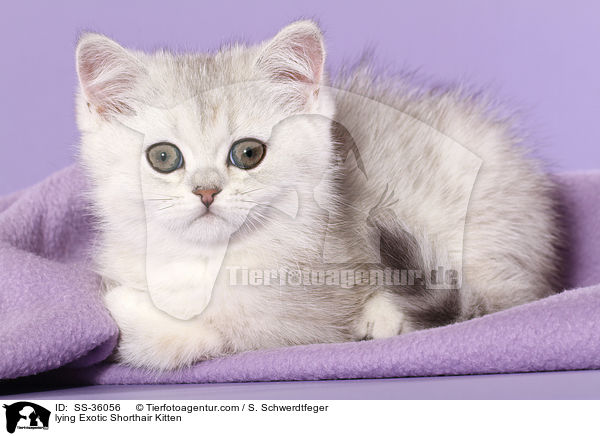 lying Exotic Shorthair Kitten / SS-36056