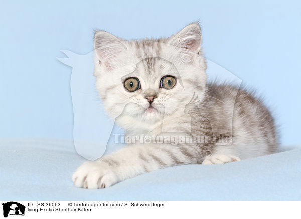 lying Exotic Shorthair Kitten / SS-36063