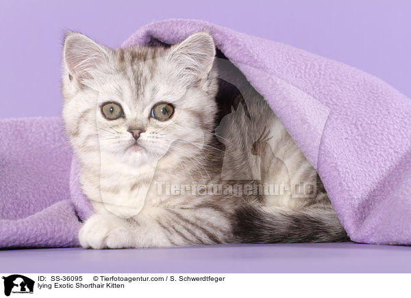 lying Exotic Shorthair Kitten / SS-36095