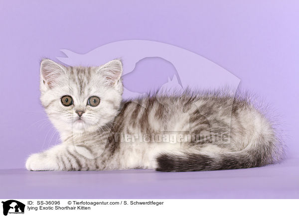 lying Exotic Shorthair Kitten / SS-36096