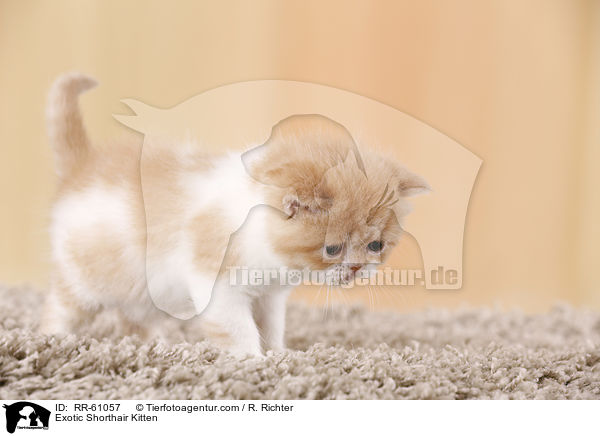 Exotic Shorthair Kitten / RR-61057