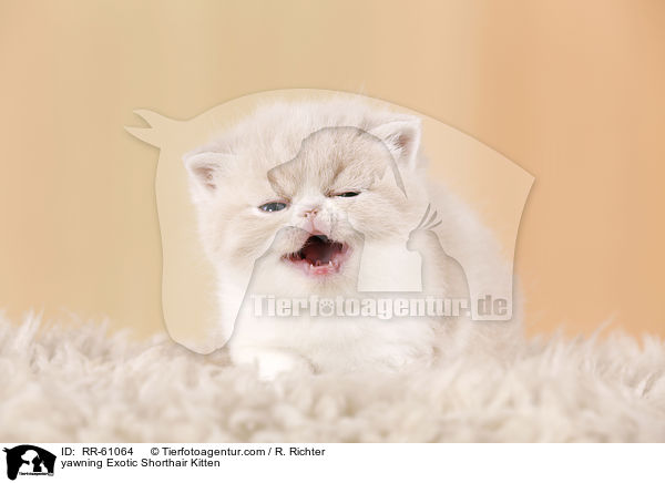 yawning Exotic Shorthair Kitten / RR-61064