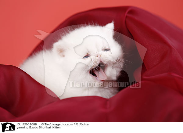 yawning Exotic Shorthair Kitten / RR-61088