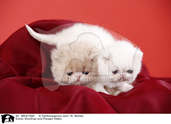 Exotic Shorthair and Persian Kitten / RR-61089