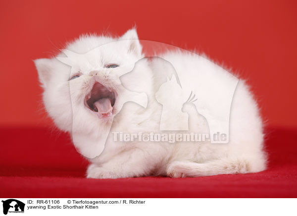 yawning Exotic Shorthair Kitten / RR-61106