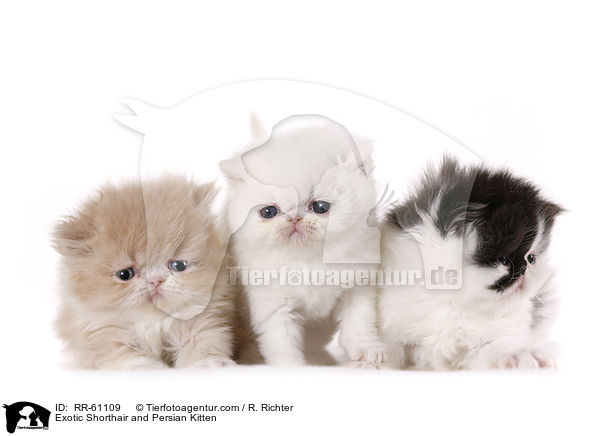 Exotic Shorthair and Persian Kitten / RR-61109