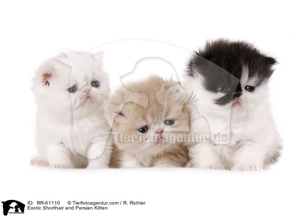 Exotic Shorthair and Persian Kitten / RR-61110