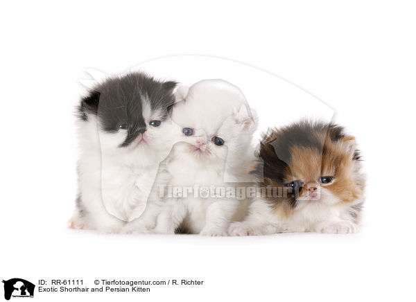 Exotic Shorthair and Persian Kitten / RR-61111