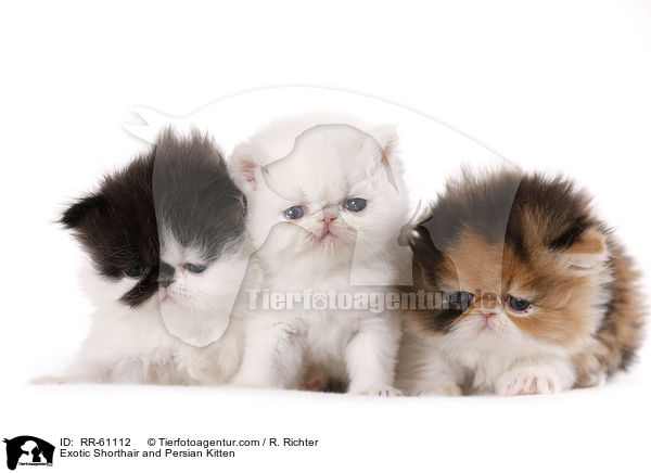 Exotic Shorthair and Persian Kitten / RR-61112