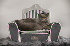 British longhair lies on cat sofa