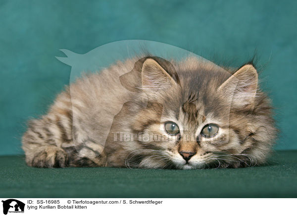 lying Kurilian Bobtail kitten / SS-16985