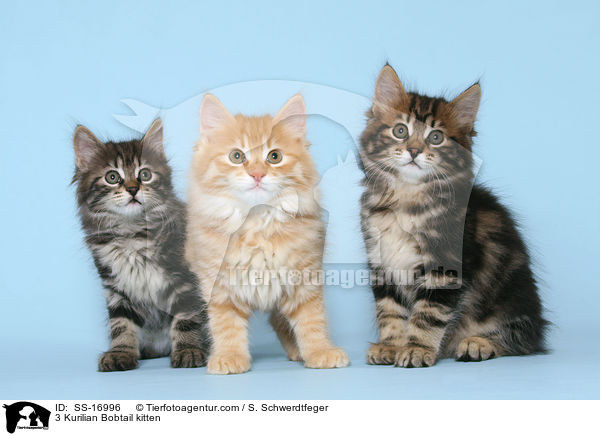 3 Kurilian Bobtail kitten / SS-16996