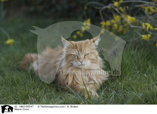 Maine Coon / HBO-06547