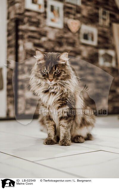 Maine Coon / Maine Coon / LB-02549