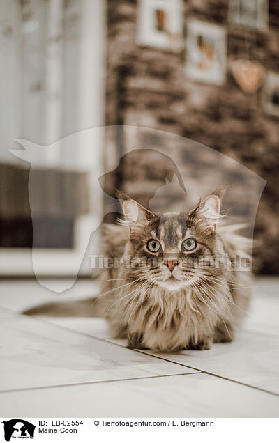 Maine Coon / Maine Coon / LB-02554