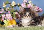 Maine Coon kitten at flowers