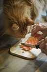 Maine Coon with salmon