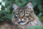 adult Maine Coon