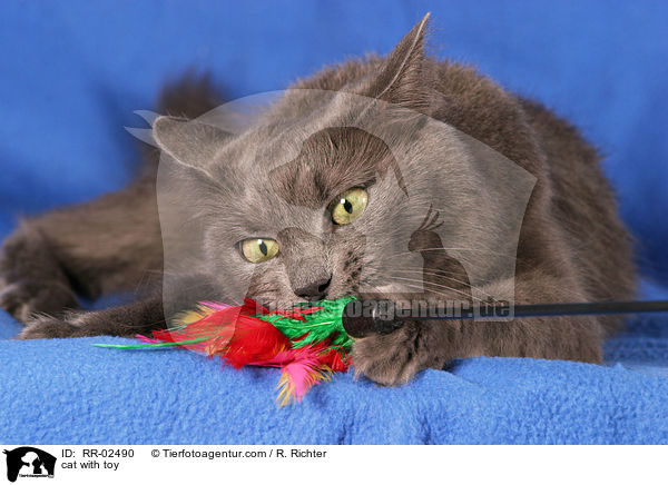 cat with toy / RR-02490