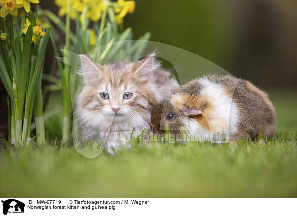 Norwegian forest kitten and guinea pig / MW-07719