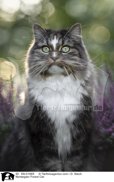 Norwegian Forest Cat / DS-01885