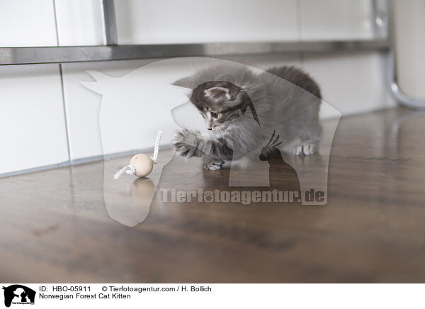 Norwegian Forest Cat Kitten / HBO-05911