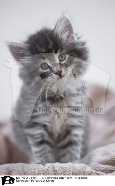 Norwegian Forest Cat Kitten / HBO-06461