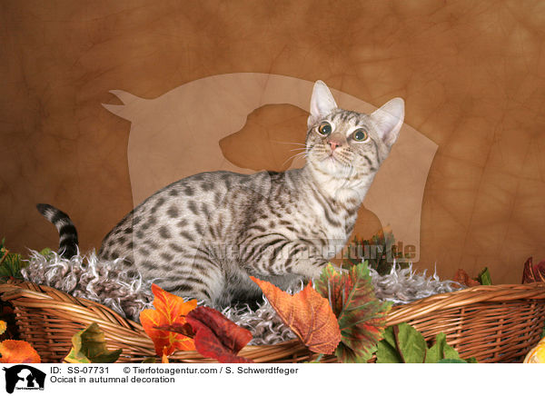 Ocicat in autumnal decoration / SS-07731