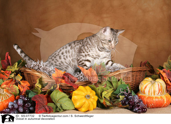 Ocicat in autumnal decoration / SS-07732