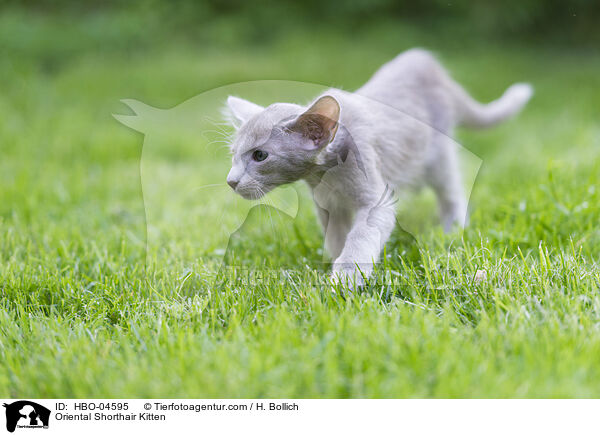 Oriental Shorthair Kitten / HBO-04595