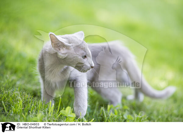 Oriental Shorthair Kitten / HBO-04603