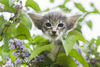 Oriental Longhair Kitten