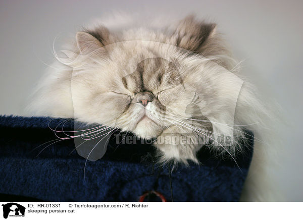 sleeping persian cat / RR-01331