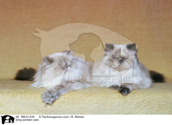 lying persian cats / RR-01335