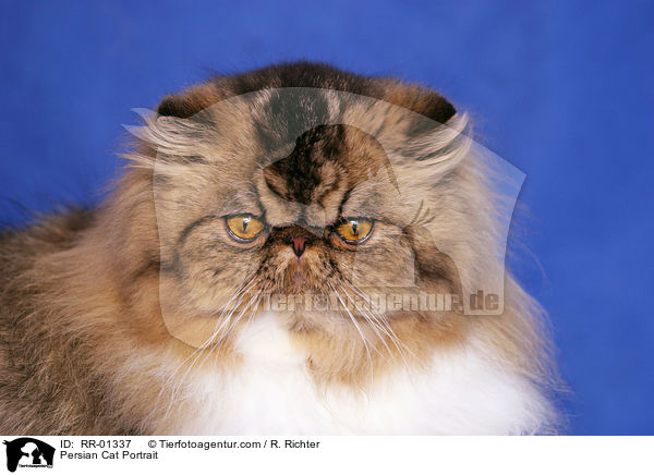 Persian Cat Portrait / RR-01337