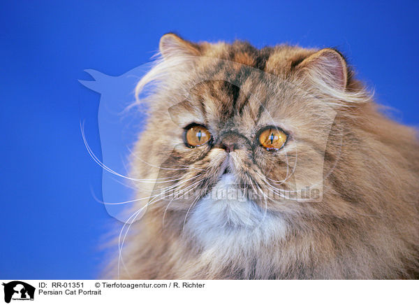 Persian Cat Portrait / RR-01351