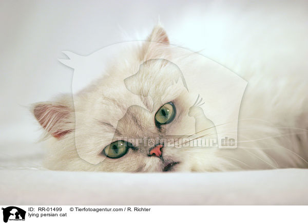 lying persian cat / RR-01499