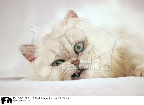 lying persian cat / RR-01502
