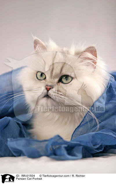 Persian Cat Portrait / RR-01504