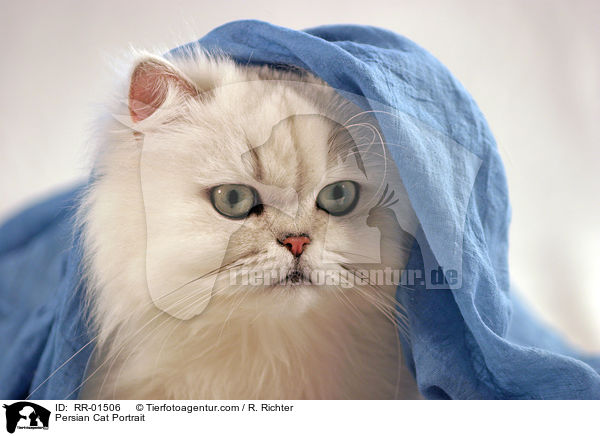 Persian Cat Portrait / RR-01506