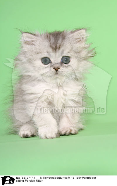 sitting Persian kitten / SS-27144