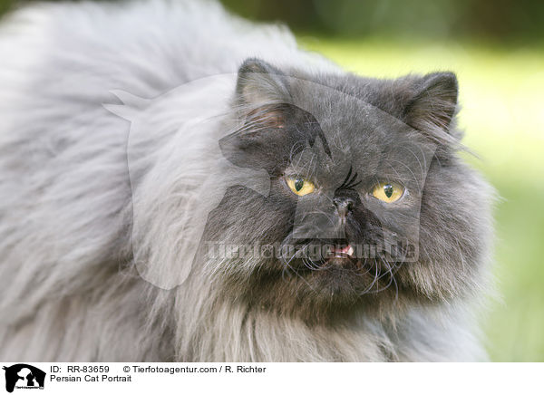 Persian Cat Portrait / RR-83659